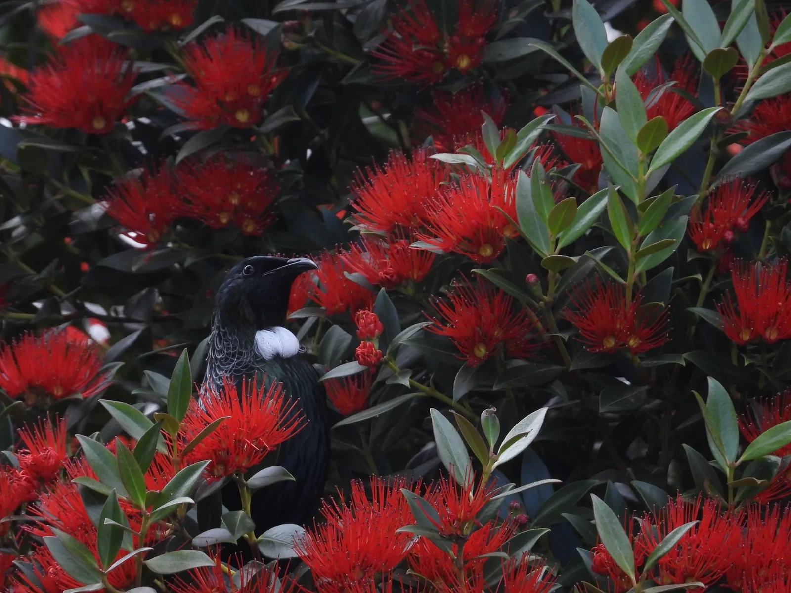 A tūī feeding among the scarlet flowers of a southern rātā, its white throat tuft showing against glossy dark plumage.