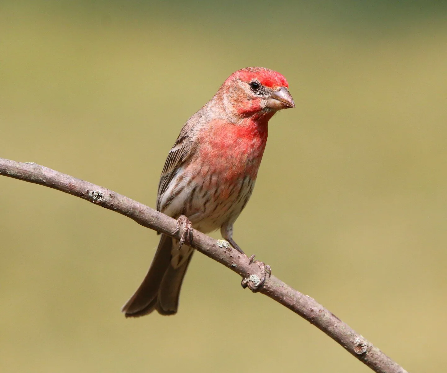 a small red bird perched on a tree branch
