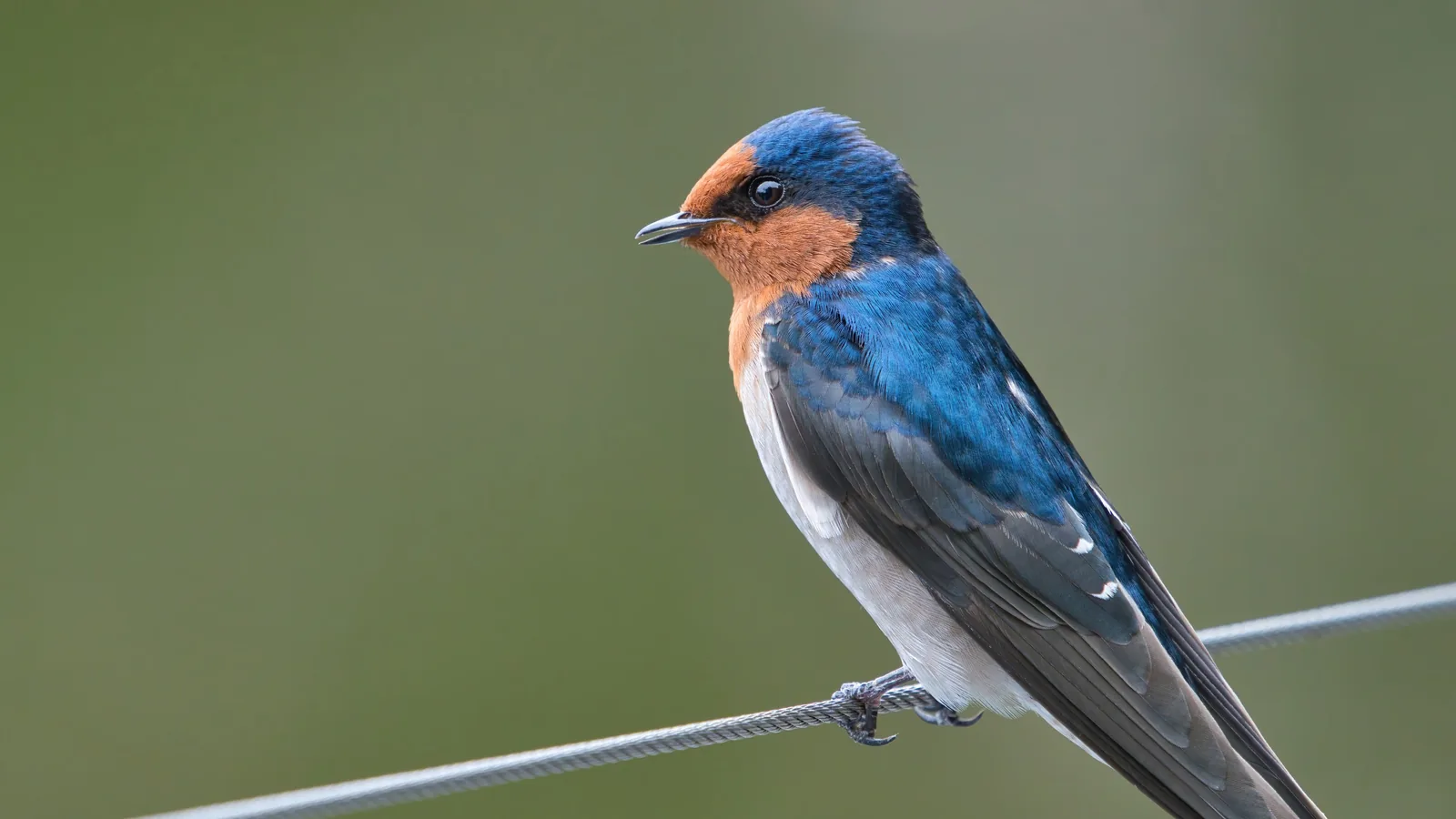 Welcome swallow perched on a wire against a soft green background
