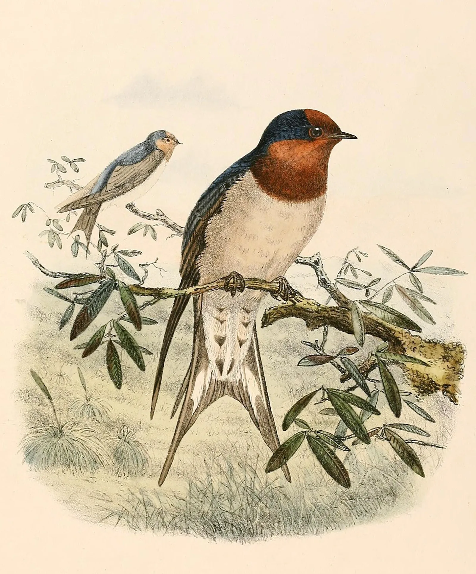 Hand-coloured 1894 lithograph of a welcome swallow by ornithologist Richard Bowdler Sharpe, showing the rusty throat and long forked tail