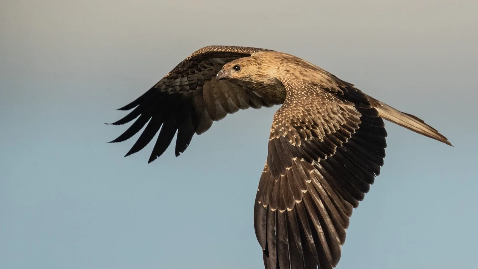 Whistling Kite in flight against a clear sky, wings spread