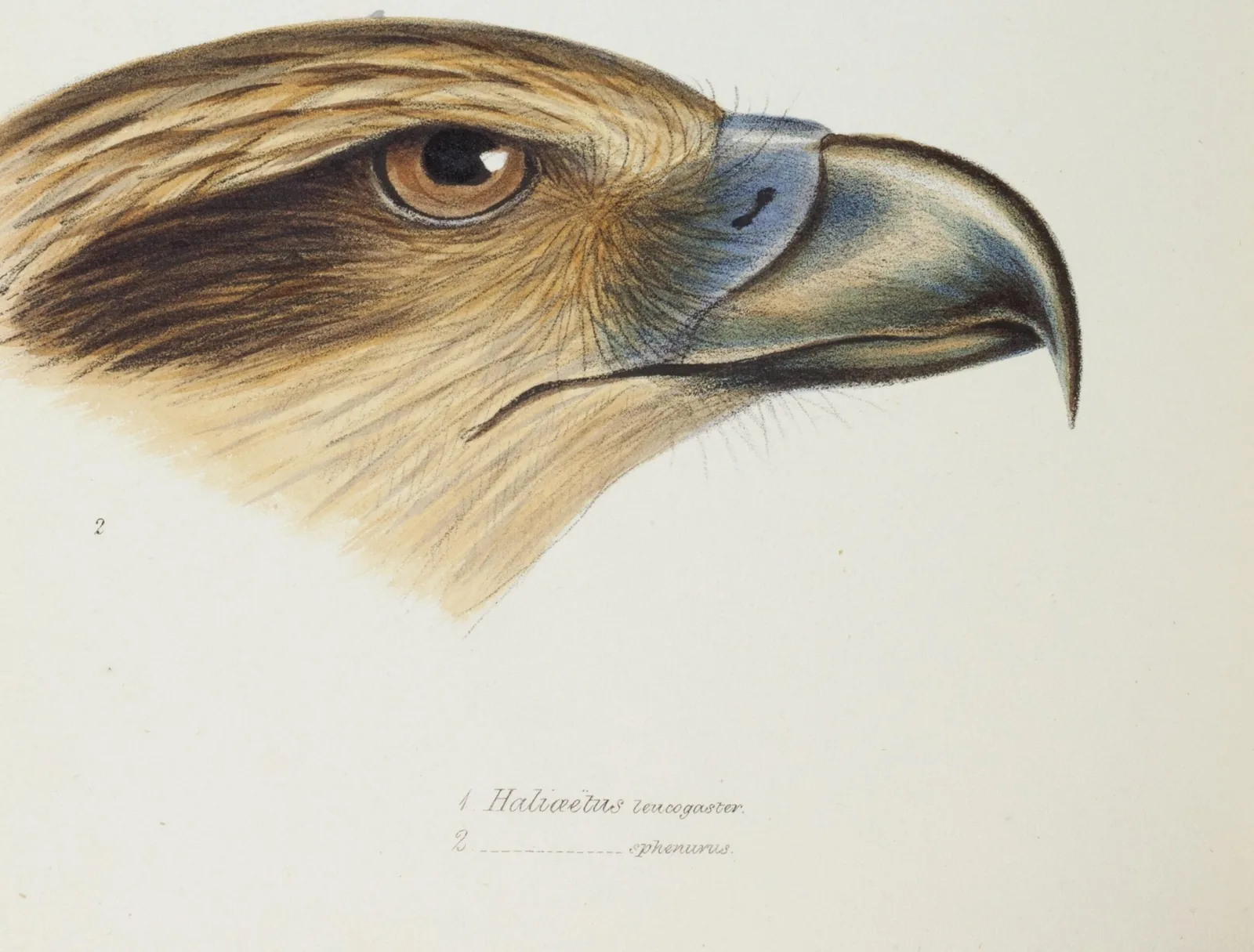 John Gould lithograph of a Whistling Kite's head, labelled by its old name sphenurus