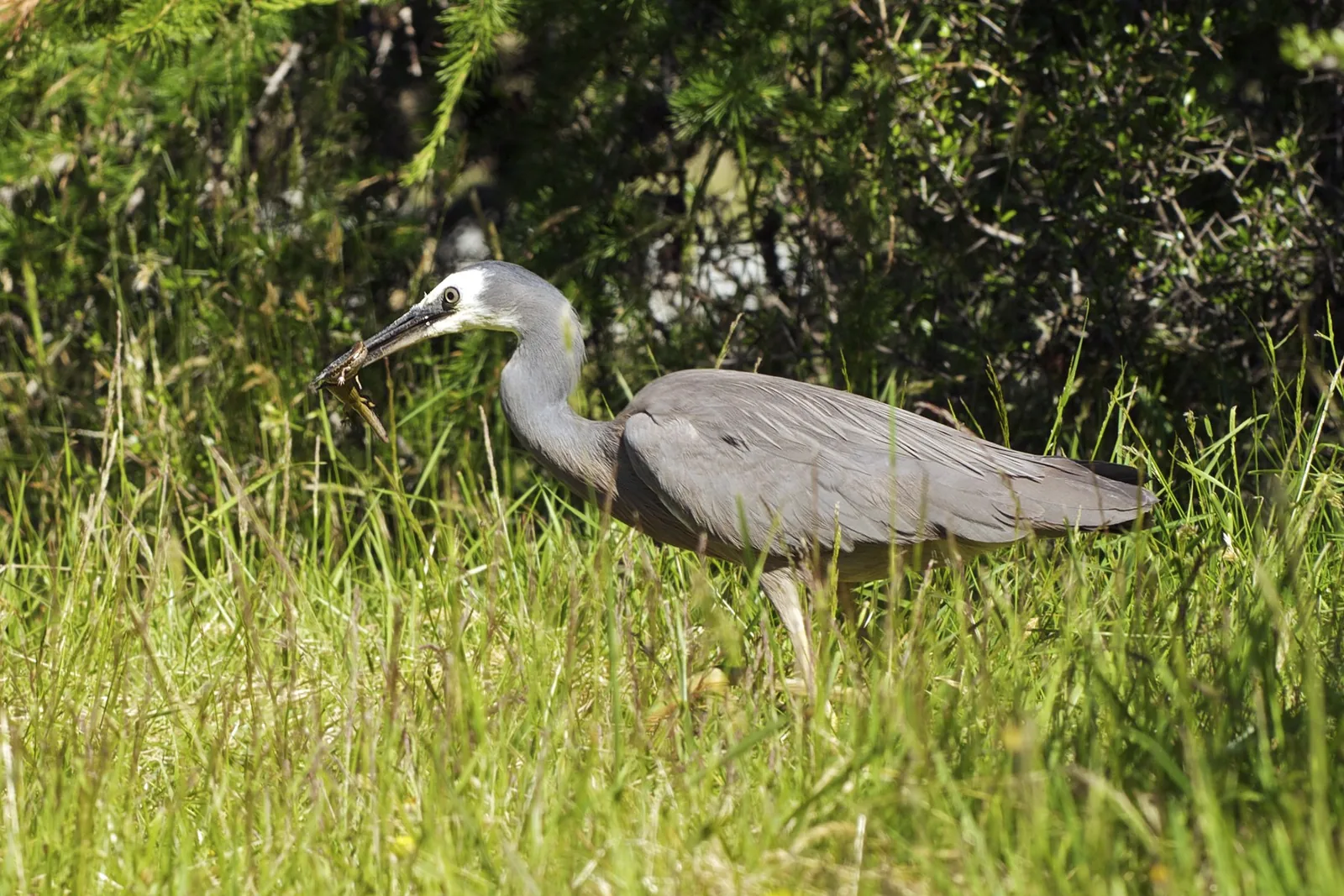 A white-faced heron in a low hunting crouch with prey in its bill, in grassland at Mount Cook National Park, New Zealand