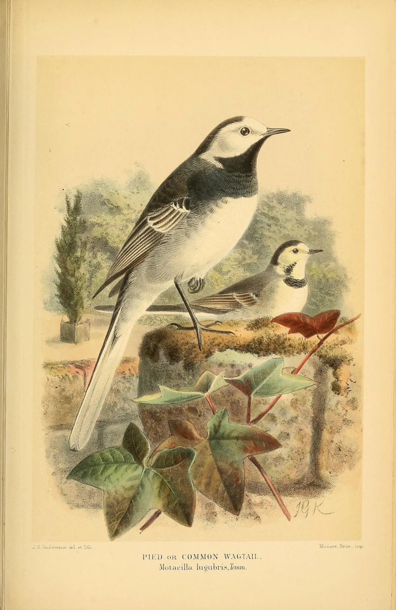 Victorian lithograph of a Pied Wagtail perched on a mossy wall above ivy leaves, with a second bird behind