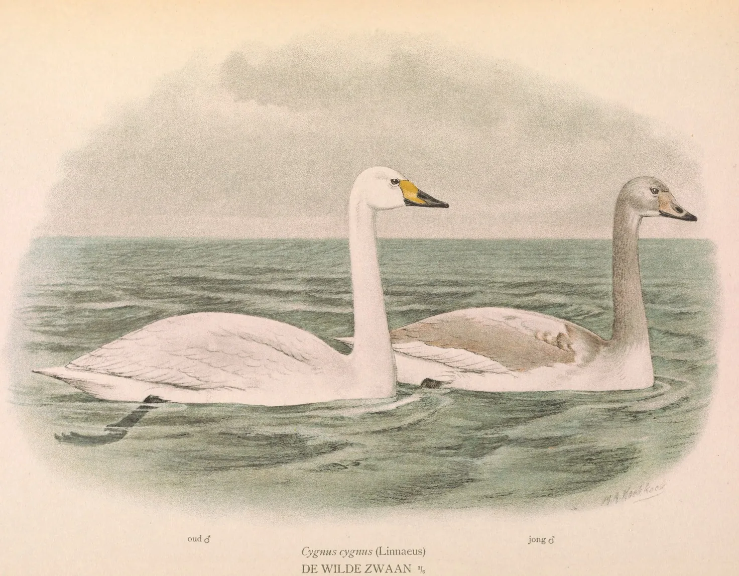 Plate 38 from Ornithologia Neerlandica (1922) by Marinus A. Koekkoek II showing two whooper swans (Cygnus cygnus), an adult male and a young male, on grey-green water with the title DE WILDE ZWAAN below.