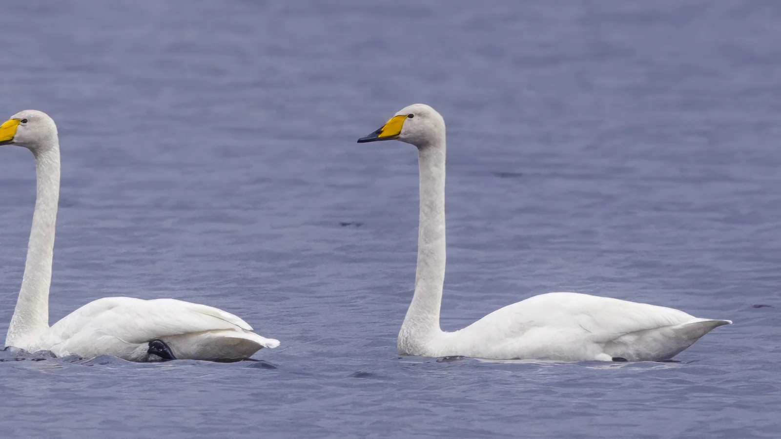 A pair of Whooper Swans (Cygnus cygnus) on calm grey-blue water; the focal swan on the right shows the diagnostic yellow-and-black bill with head raised.