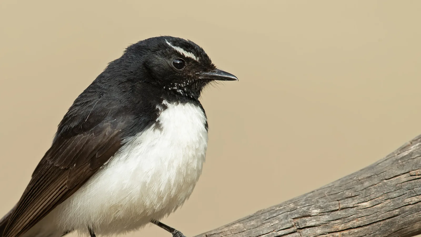 Willie Wagtail perched on a branch, showing its black-and-white plumage and white eyebrow