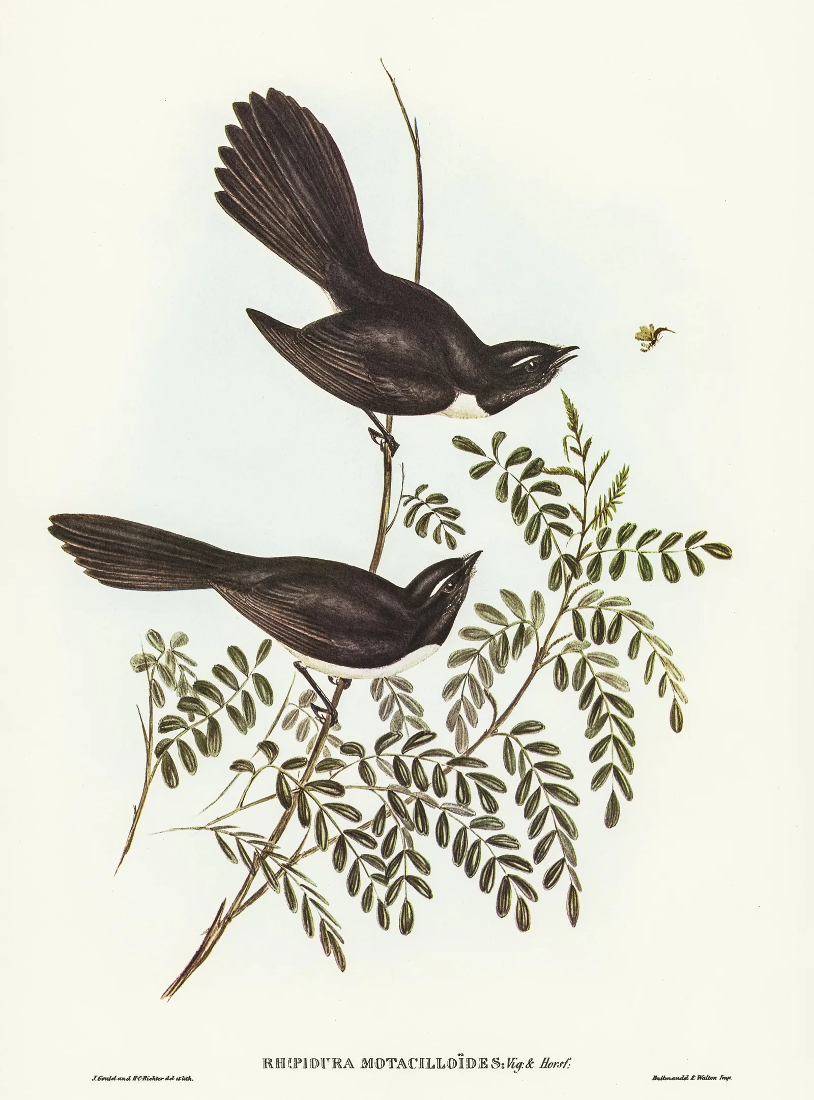 Two willie wagtails on a branch, one snapping at a flying insect, hand-coloured lithograph by John Gould and H.C. Richter