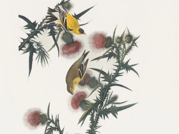 a group of birds sitting on top of a tree