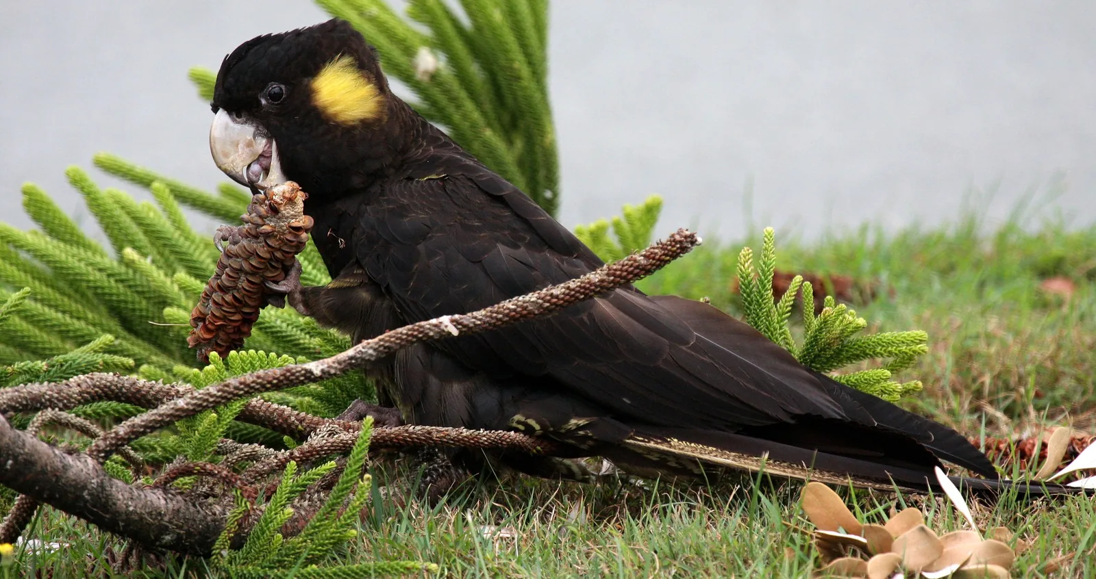 Yellow-tailed Black Cockatoo holding a seed cone in one foot and opening it with its pale bill