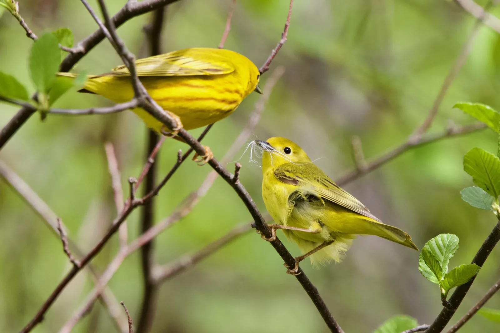 A male Yellow Warbler perched on a branch above a female who holds nesting material in her bill