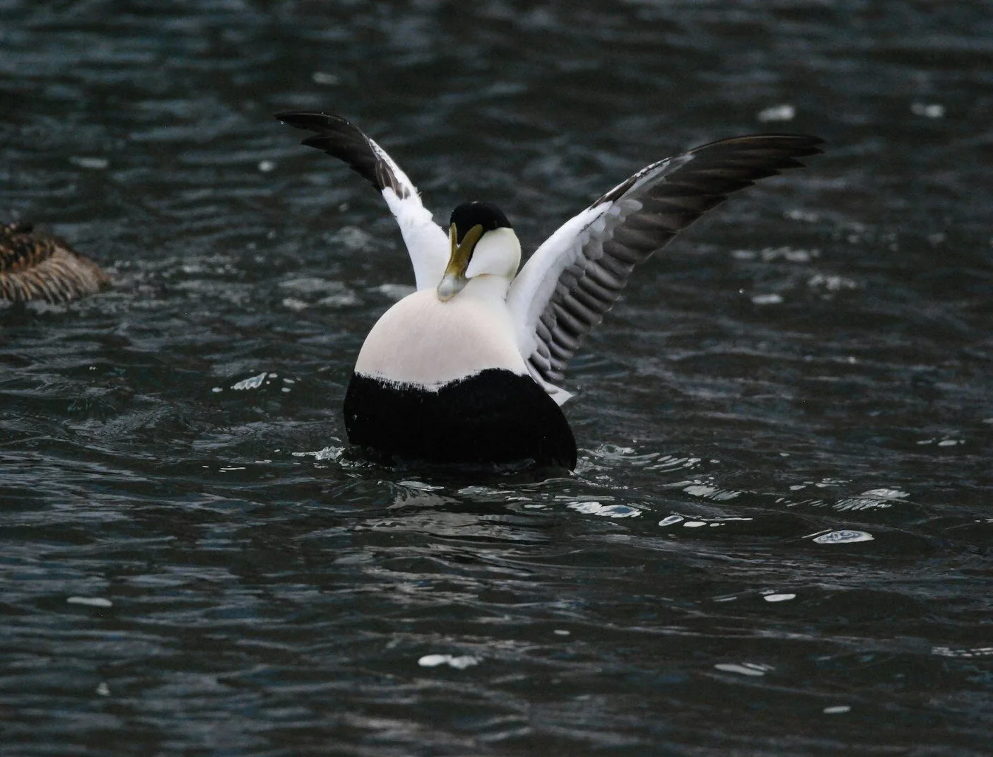 a bird flying over water